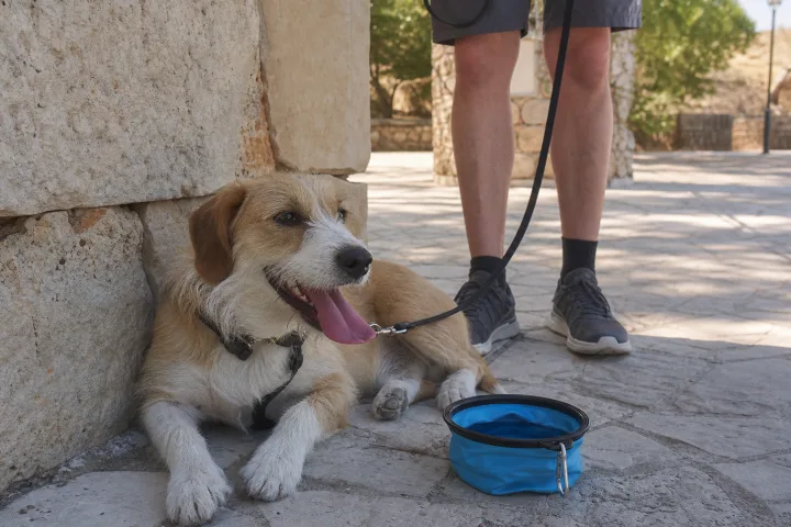 Cane all'ombra con ciotola da viaggio durante una sosta estiva.
