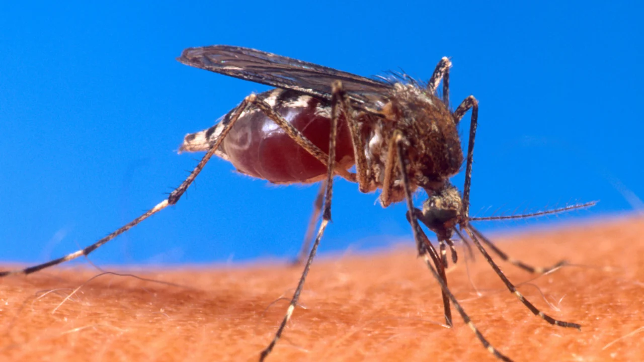 Zanzara Aedes su pelle umana durante una puntura, fotografata in primo piano.