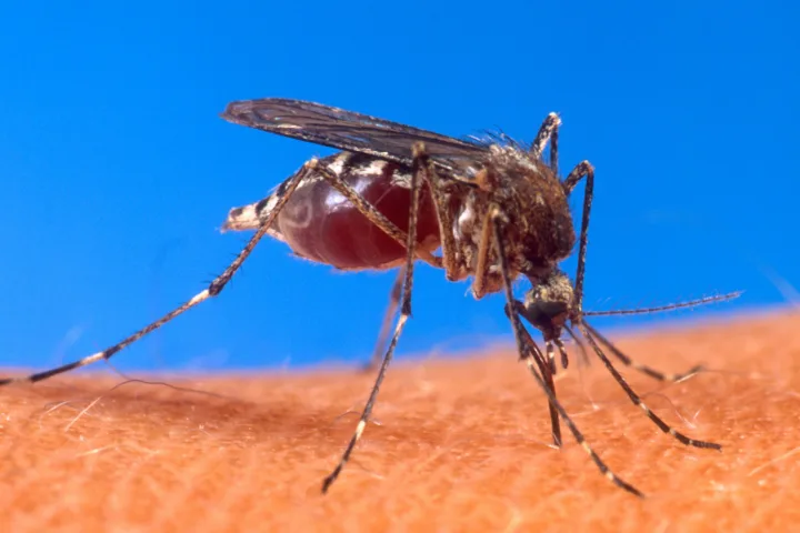 Dengue in Italia a settembre: cosa sapere e come prevenire le punture
