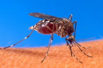 Dengue in Italia a settembre: cosa sapere e come prevenire le punture