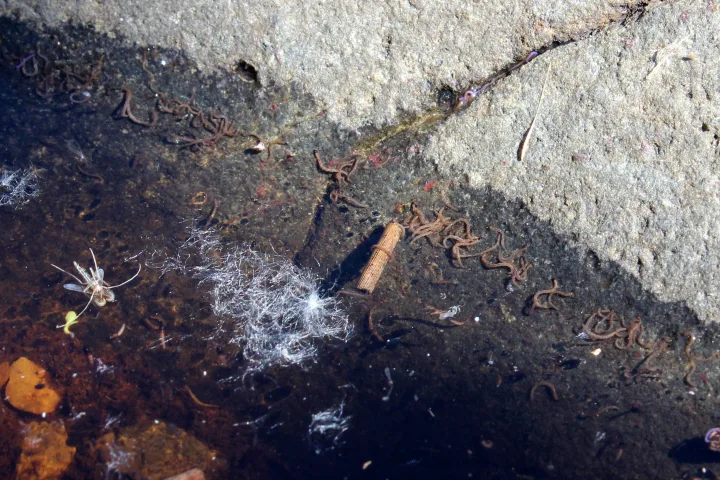 Acqua stagnante in un contenitore all'aperto con larve di zanzara visibili sulla superficie.